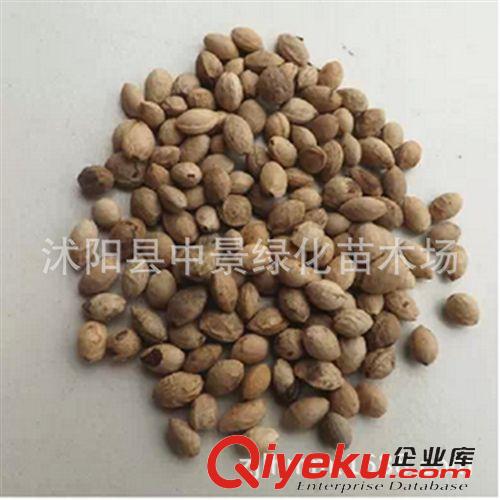 苗木種子 出售新采收草花種子 金雞菊種子 金錢菊花種 孔雀菊籽種