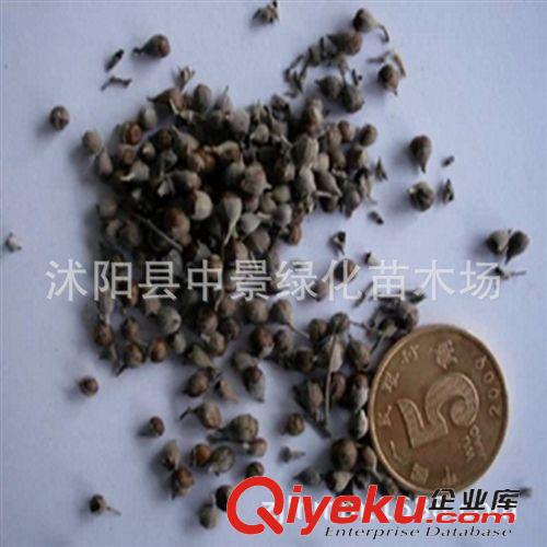 苗木種子 供應(yīng)花灌木種子 荊條種子 新種子 包發(fā)芽保質(zhì)量原始圖片2