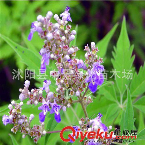 苗木種子 供應(yīng)花灌木種子 荊條種子 新種子 包發(fā)芽保質(zhì)量原始圖片3