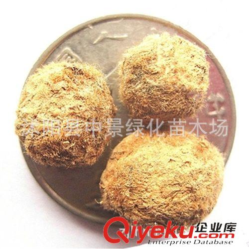 苗木種子 出售新采收果樹種子 楊梅種子 圣生梅 白蒂梅樹種子 楊梅果樹種子原始圖片3