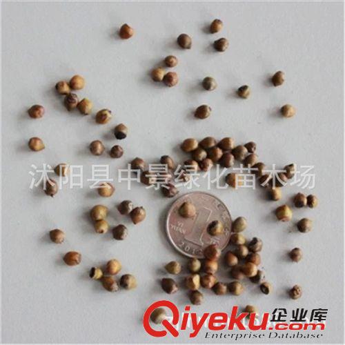 苗木種子 出售新采紅葉石楠種子 花灌木種子紅葉石楠量大優(yōu)惠