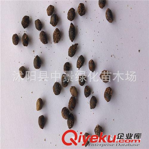 苗木種子 【紅豆杉種子】曼地亞紅豆杉種子南方紅豆杉種子冷溫沙藏原始圖片2