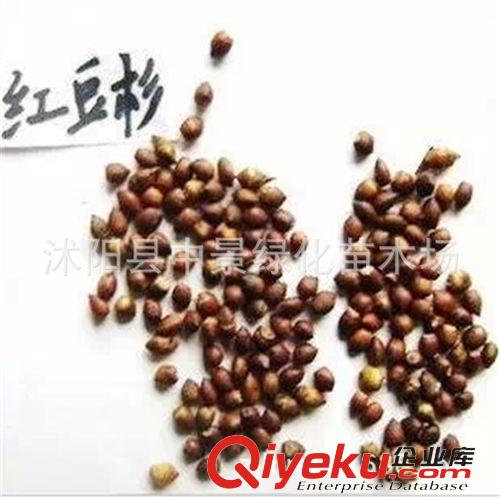 苗木種子 【紅豆杉種子】曼地亞紅豆杉種子南方紅豆杉種子冷溫沙藏原始圖片3