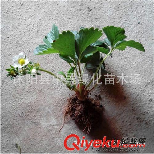果樹品種 出售優(yōu)質(zhì)奶油草莓苗 甜寶 童子1號 銀河1號草莓 當年結(jié)果原始圖片3
