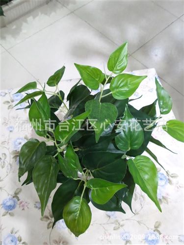 熱銷 gf過膠葉子  植物草墻裝飾材料批發  小蘭花草  白邊仿真蘭花葉