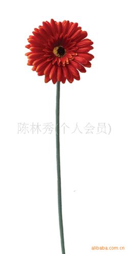 絹花 【小額批發(fā)】供應(yīng)仿真菊花-植毛--扶郎菊-非洲菊 可定做