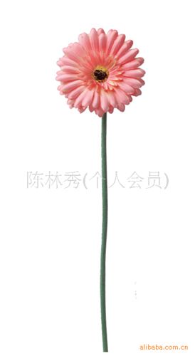 絹花 【小額批發(fā)】供應(yīng)仿真菊花-植毛--扶郎菊-非洲菊 可定做