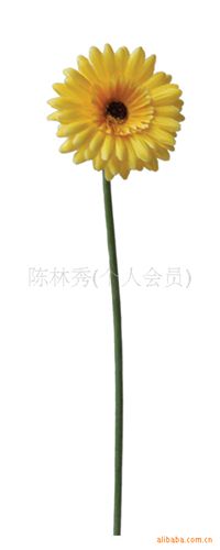 絹花 【小額批發(fā)】供應(yīng)仿真菊花-植毛--扶郎菊-非洲菊 可定做