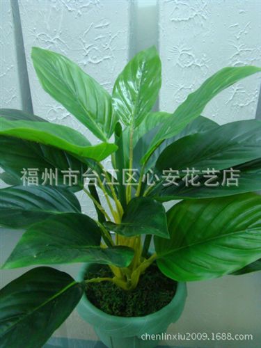 小盆栽 【批發(fā)供應】 仿真綠植金鉆植物   家居gf萬年青  辦公室