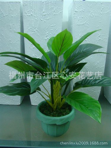 小盆栽 【批發(fā)供應】 仿真綠植金鉆植物   家居gf萬年青  辦公室