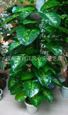 新品 小額批發(fā) 供應(yīng)仿真樹仿真盆景手感葉包棕滴水觀音綠蘿萬年青原始圖片3