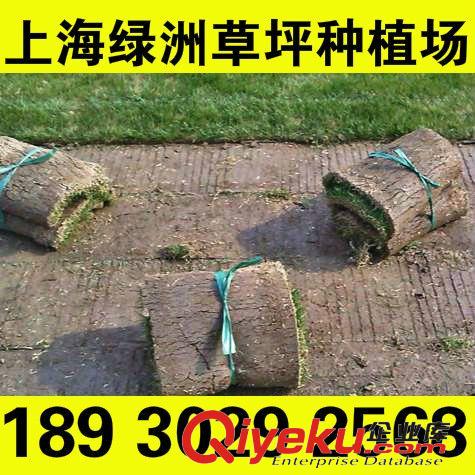 暖季草坪 沙坪果嶺草草卷 基地直營無其他環節 草坪價格咨詢18930292568原始圖片2