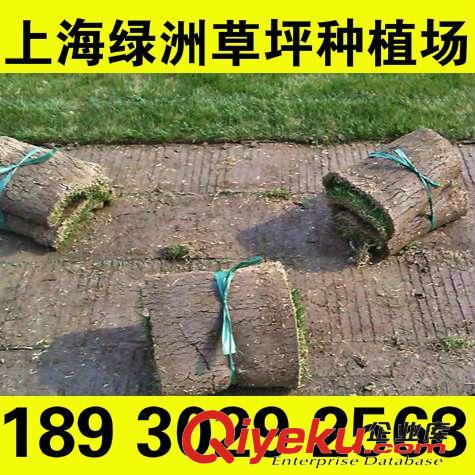 冷季草坪 沙坪果岭草草卷 基地直营无其他环节 草坪价格咨询18930292568