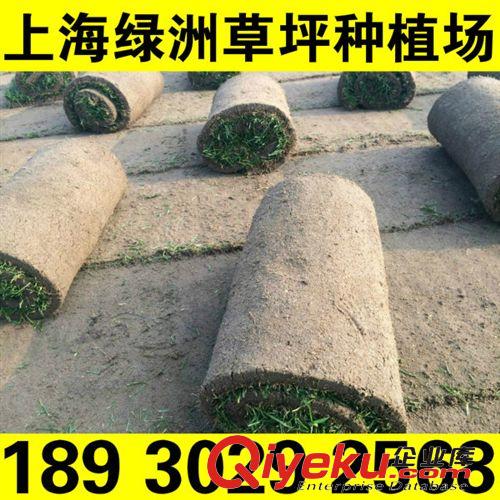 冷季草坪 果嶺草種植基地 果嶺草廠家 無中間環節 18930292568原始圖片3