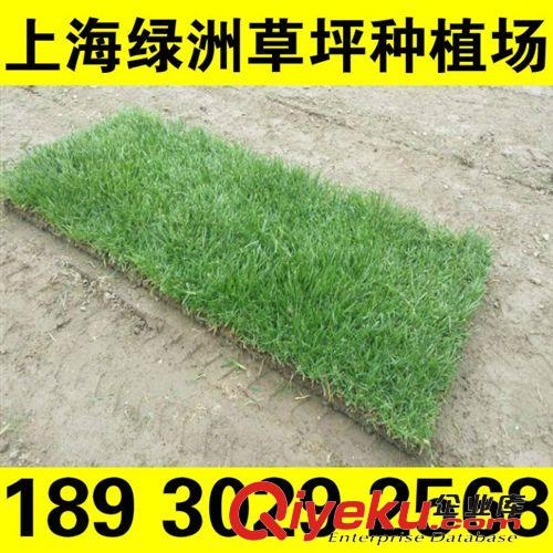 冷季草坪 沙坪草坪 天富道草卷 四季常青草坪批發(fā)  18930292568原始圖片3