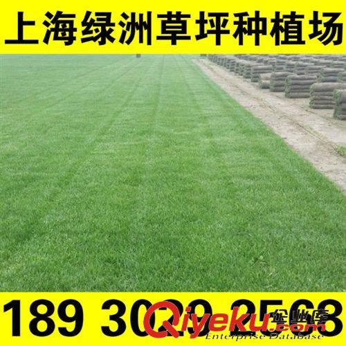 冷季草坪 高爾夫果嶺草 綠洲草坪種植場基地直銷 無中間環節 18930292568