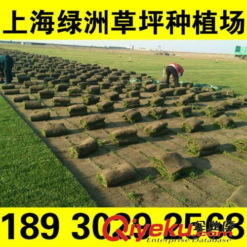 冷季草坪 高爾夫果嶺草 綠洲草坪種植場基地直銷 無中間環節 18930292568