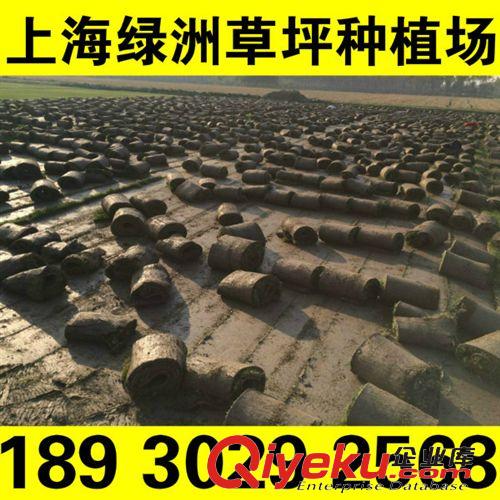 冷季草坪 福建草坪 果岭草 黑麦草  基地直销 无中间环节18930292568