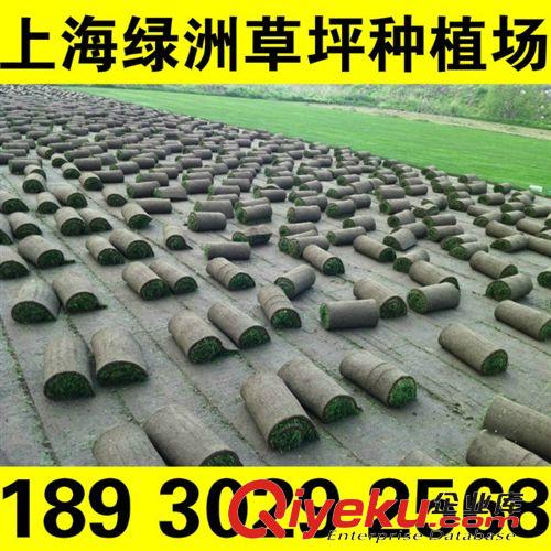 冷季草坪 福建草坪 果嶺草 黑麥草  基地直銷 無中間環(huán)節(jié)18930292568原始圖片2