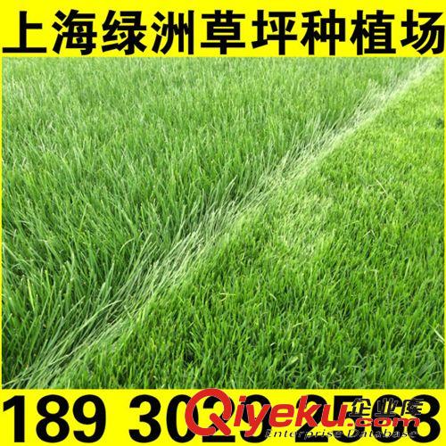 冷季草坪 黑麥草+天堂草 綠洲草坪種植場 基地直銷無中間環(huán)節(jié)  18930292568原始圖片2