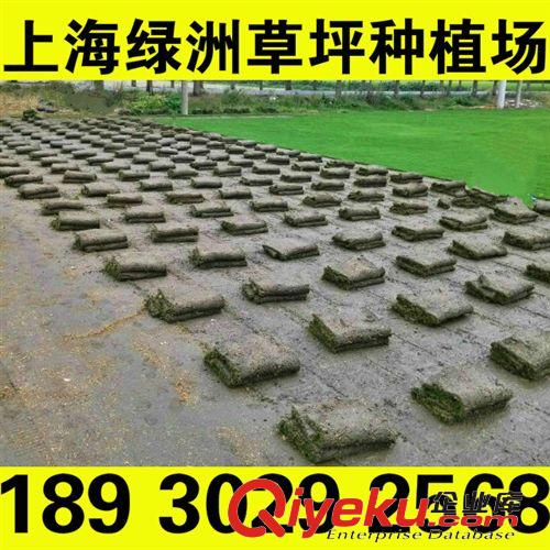 沙培草坪 天富道果嶺草 可大大減少修剪次數(shù)屬中g(shù)d草坪  產(chǎn)地直銷原始圖片2