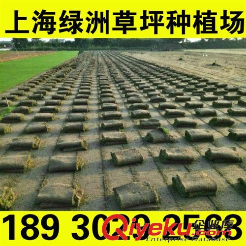 沙培草坪 天富道果嶺草 可大大減少修剪次數(shù)屬中g(shù)d草坪  產(chǎn)地直銷原始圖片3