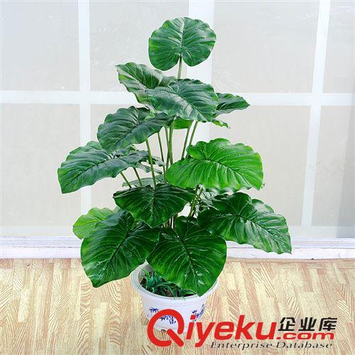盆景 廠家銷售仿真植物居家辦公室落地裝飾18片葉滴水觀音盆景盆栽原始圖片2