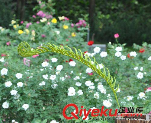 仿真葉 多種 厥芽草 仿真花配草 仿真花藝術插花 義烏廠家直批