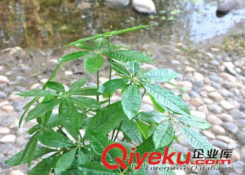 仿真樹  多種 小發(fā)財樹 仿真植物盆景 人造仿真絹花 義烏市廠家批發(fā)