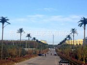 仿真大樹系列 道路景觀工程 仿真椰子樹 綠化裝飾 假樹 可訂做批發原始圖片2