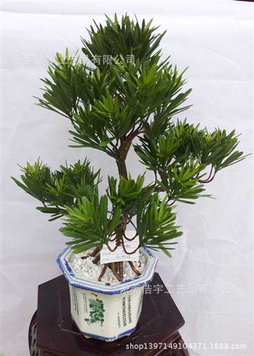 仿真綠植 廠家供應(yīng)各類仿真植物 加密超大仿真羅漢松 造型樹 仿真植物盆栽原始圖片2