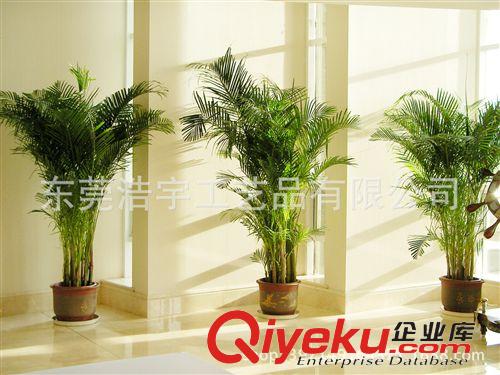 仿真綠植 室內(nèi)外裝飾仿真植物  品種齊全 廠家直銷原始圖片3