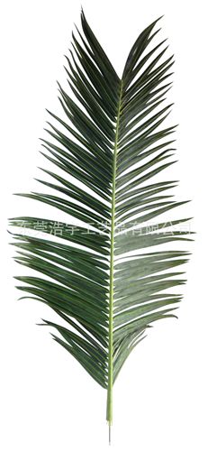 半成品枝 葉 人造椰子葉海藻葉 園林綠化葉子 裝飾造型仿真海藻葉原始圖片3
