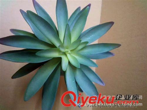 仿真多肉植物類/熱帶植物 家居擺飾仿真植物 人造多肉植物墻 gf真植物墻 仿真樹 廠家直銷原始圖片2