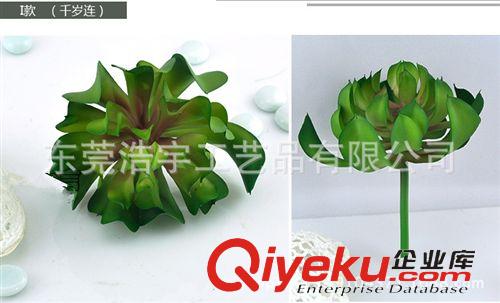 仿真多肉植物類/熱帶植物 仿真高升連 人造多肉植物 微景觀多肉植物裝飾 批發原始圖片3