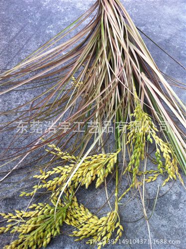 洋蔥草/麥穗/狗尾草系列 優(yōu)質(zhì) gf 塑料草 裝飾仿真草 gd裝飾田園風(fēng)格 仿真洋蔥草