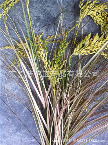 洋蔥草/麥穗/狗尾草系列 優(yōu)質(zhì)仿真麥穗  裝飾酒店 家居 仿真麥穗 gf真質(zhì)感原始圖片2