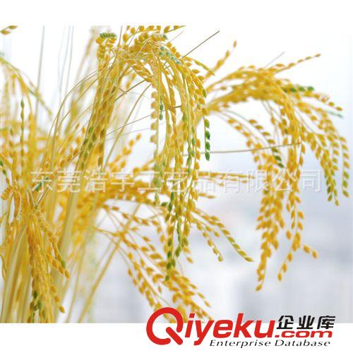 洋蔥草/麥穗/狗尾草系列 專業(yè)生產仿真稻谷麥穗 田園植物中國風情原始圖片2