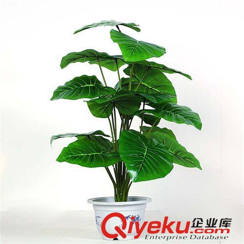 仿真植物 仿真花仿真盆景居家辦公室盆栽盆景擺放裝飾滴水觀音廠家銷售帶盆原始圖片2