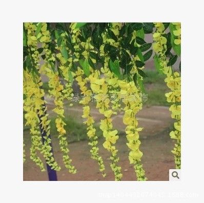 仿真植物 仿真花仿真藤條藤蔓紫藤花掛花豆花枝吊掛仿真草坪客廳裝飾豆瓣花