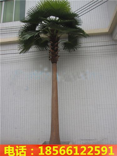 仿真樹系列 園林景觀椰子樹 仿真棕櫚樹  加納利海棗樹 各種仿真樹生產(chǎn)定做原始圖片2