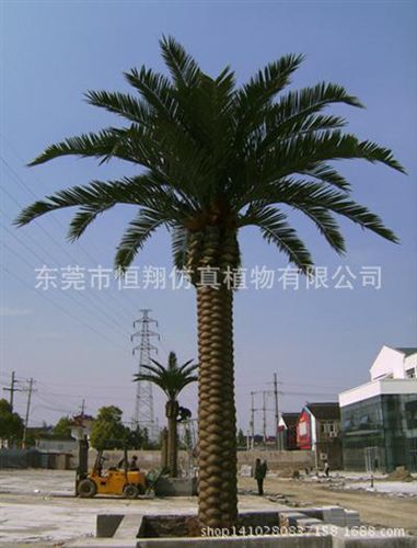 仿真樹(shù)系列 廠家直銷(xiāo)仿真海棗樹(shù) 中東海藻樹(shù) 加納利海藻樹(shù) 各種仿真大樹(shù)生產(chǎn)