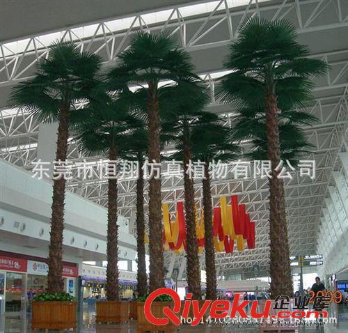 仿真樹系列 廠家直銷仿真棕櫚樹 老人葵 皇后葵用于各種室內(nèi)外葵扇樹仿真大樹原始圖片3