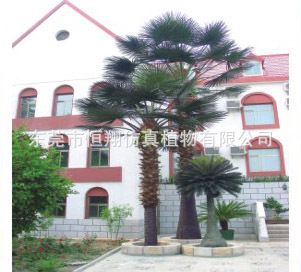 仿真樹系列 真彎桿椰子樹 大王椰子樹 仿真椰子樹 保鮮棕櫚樹 仿真植物廠家原始圖片3