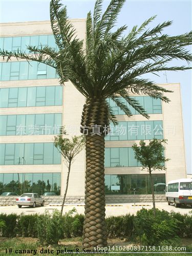 仿真樹系列 假海棗樹 中東海棗樹 棕櫚樹各種仿真大樹 廠家直銷仿真植物