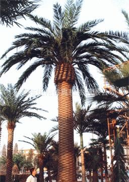 仿真樹系列 東莞仿真植物椰子樹   海南椰子樹工程定做 各種仿真植物