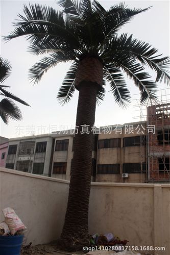 仿真樹系列 仿真大樹 室內(nèi)外中東海棗樹 銀海藻樹沙灘造景設(shè)計(jì)  廠家直銷