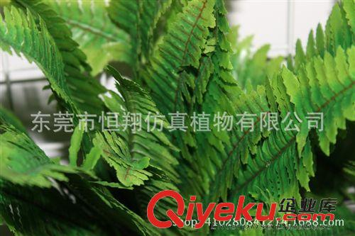 仿真花系列 仿真植物 波斯草 蕨草 40頭波斯草 各種植物墻配件廠家直售原始圖片2