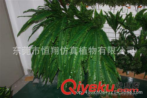 仿真花系列 仿真植物 波斯草 蕨草 40頭波斯草 各種植物墻配件廠家直售原始圖片3
