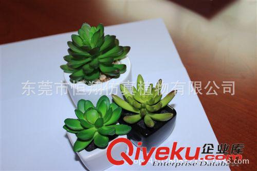 小樹系列 廠家直銷仿真植物 紅色沙漠花 大寶蓮 各種仿真多肉植物定做